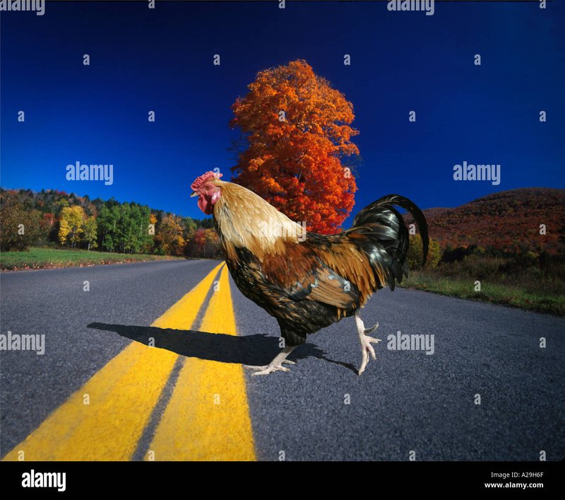 Guide to chicken road casino